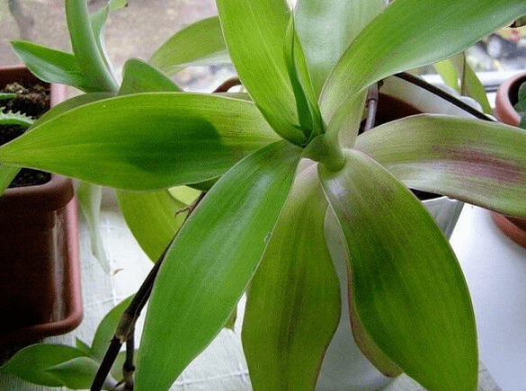 Auksiniai ūsai